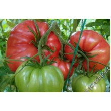 Редкие сорта томатов Гигант Очарование